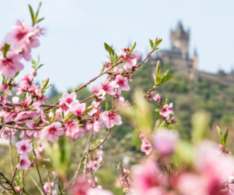 Pfirsichblüte in Cochem mit Burg im Hintergrund