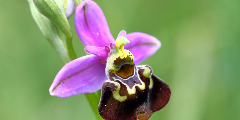 Lilane Hummelragwurz Orchidee