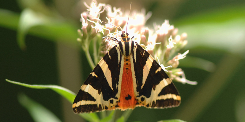 Schwarz-Weiß-Orangener Schmetterling auf einer Blume